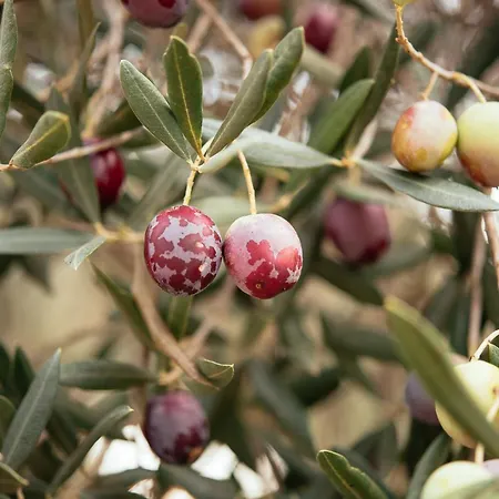 Stylish House In Nyaraló